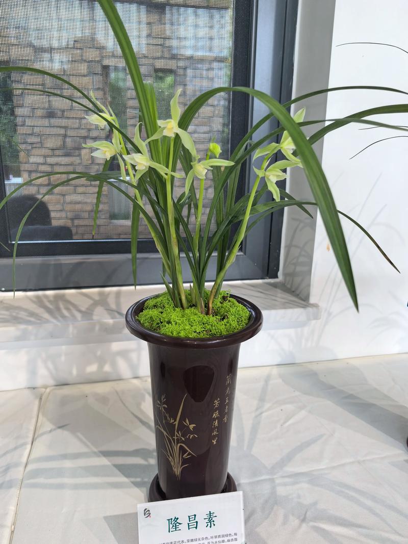 兰花有多少品种兰花草-图3