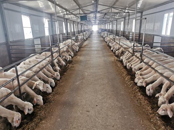 养殖羊选品种,技术要点有哪些?-图1 养殖羊选品种,技术要点有哪些?-图1