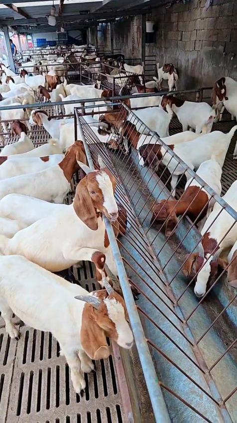 养殖羊选品种，技术要点有哪些？-图3