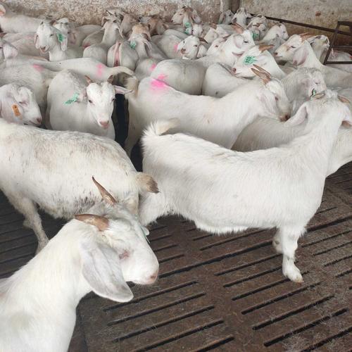 养殖羊选品种，技术要点有哪些？-图2