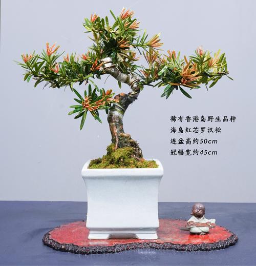 山东罗汉松哪个品种最好？-图2