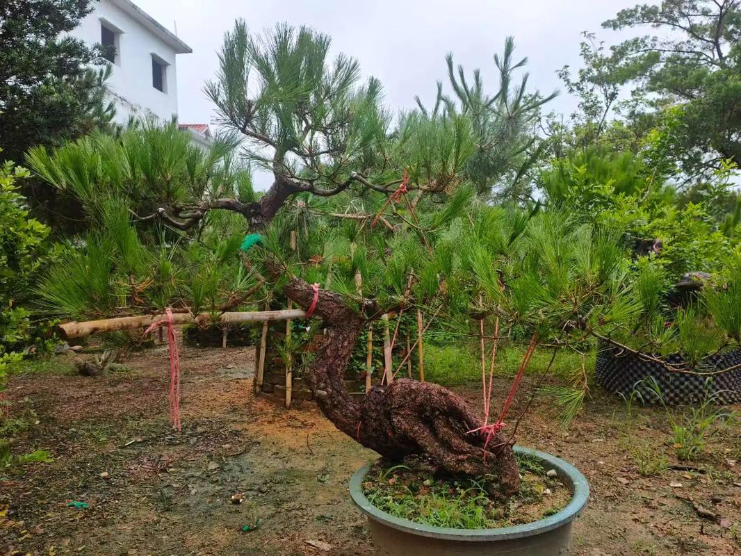 山东罗汉松哪个品种最好？-图1