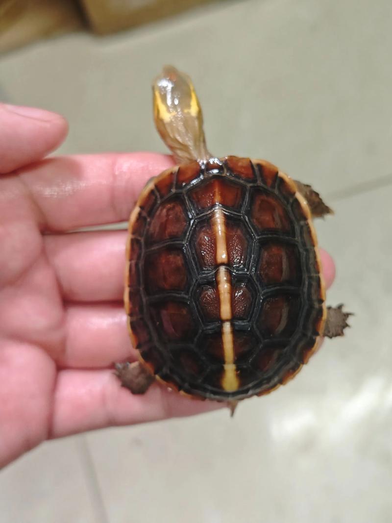 黄缘龟2025年价格行情会涨还是跌？-图1