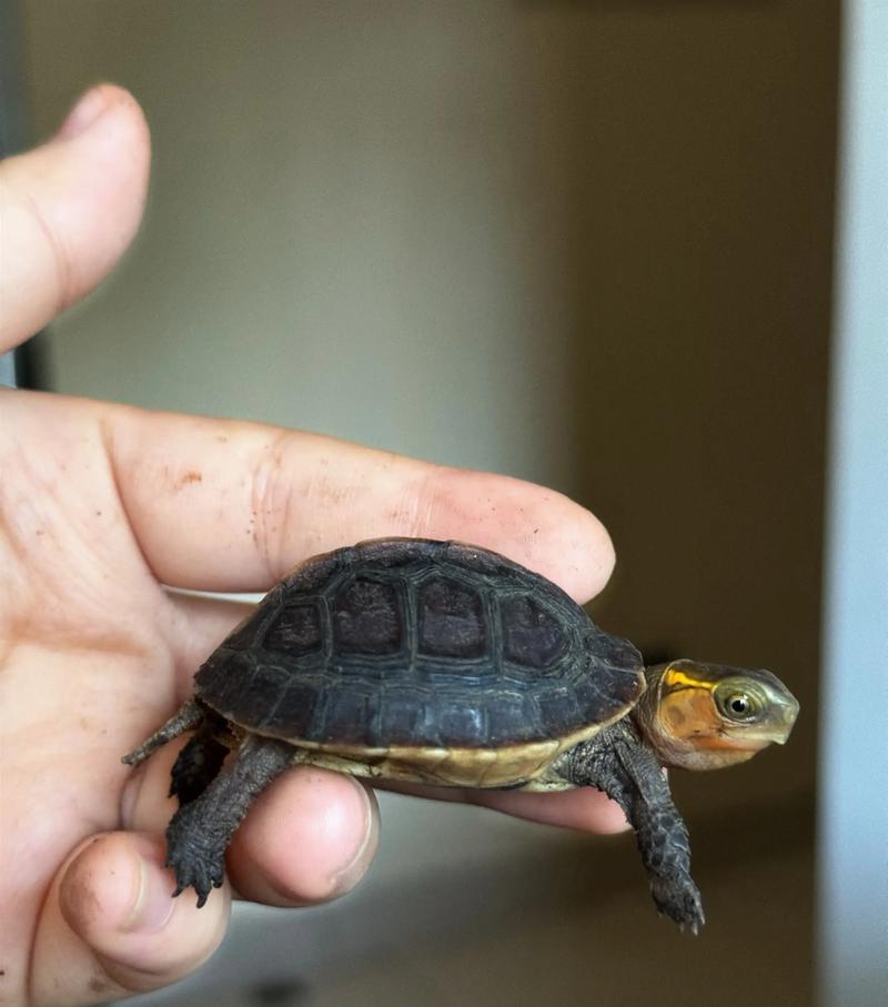 黄缘龟2025年价格行情会涨还是跌？-图2