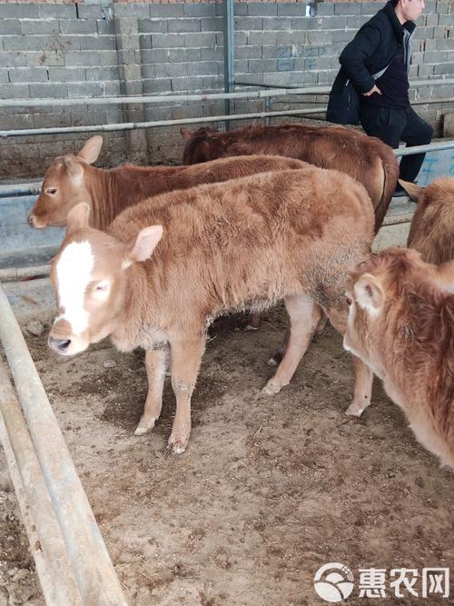 品种杂交牛放养可以吗-图1