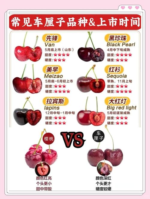 大樱桃有哪些优良品种-图2