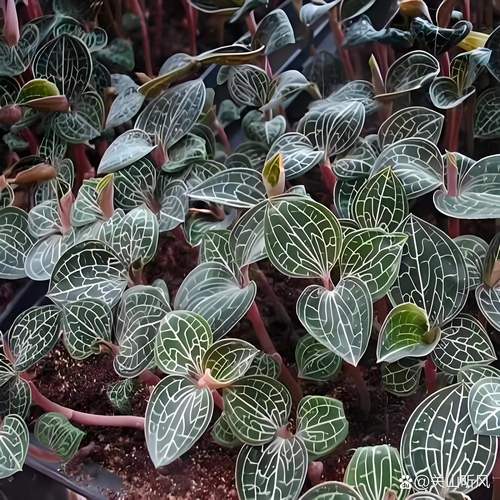 全线连种植的技术方法-图2