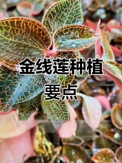 全线连种植的技术方法-图1 全线连种植的技术方法-图1