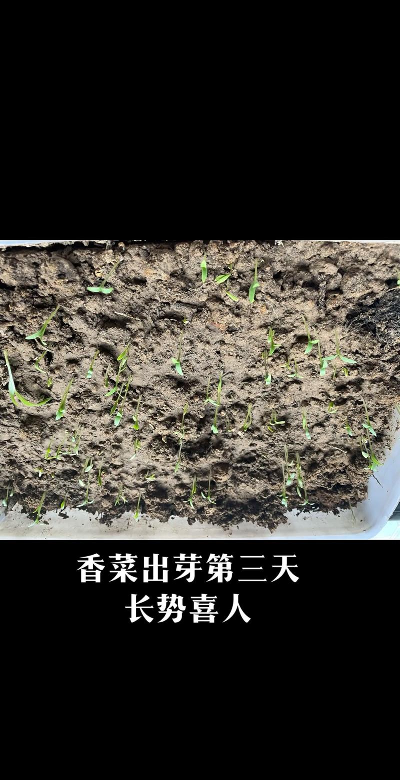 香菜冬季种植技术要点有哪些？-图1