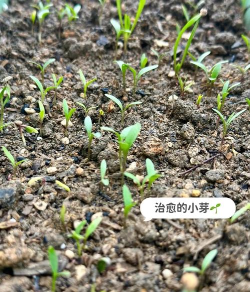 香菜冬季种植技术要点有哪些？-图2