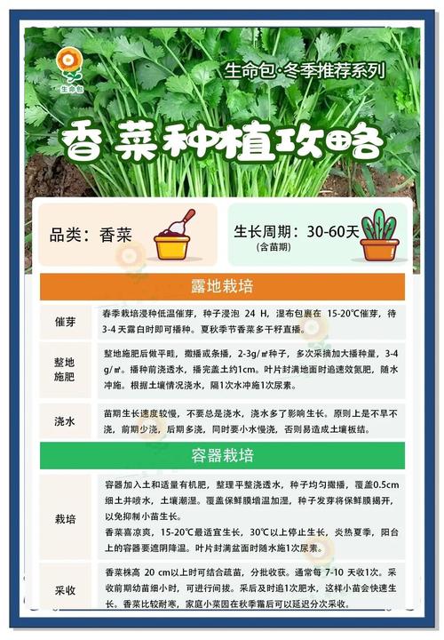 香菜冬季种植技术要点有哪些？-图3