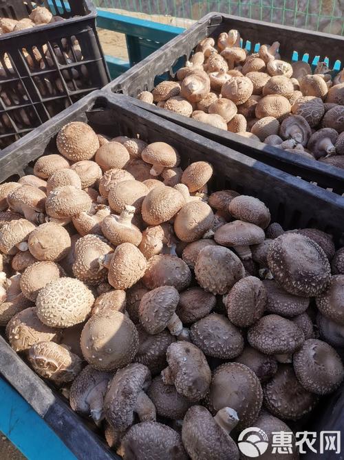 香菇哪个品种菇面硬白？-图1