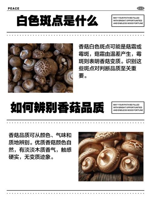香菇哪个品种菇面硬白？-图3