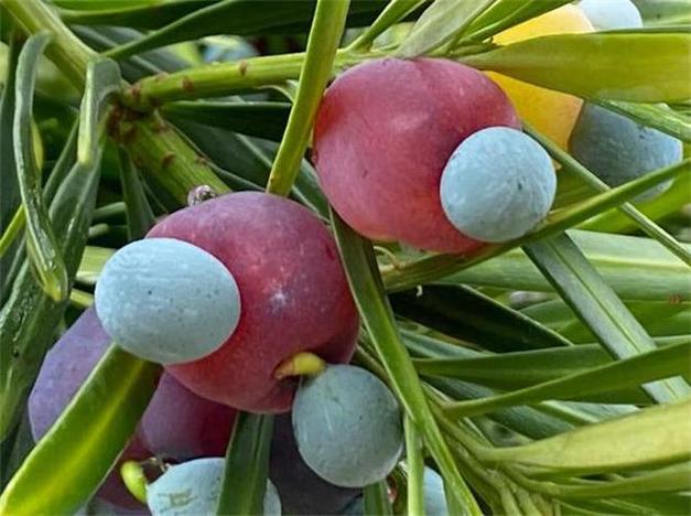 什么品种罗汉松会结果?-图3 什么品种罗汉松会结果?-图3