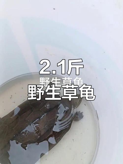 2025年野生草龟价格会涨还是跌?-图1 2025年野生草龟价格会涨还是跌?-图1