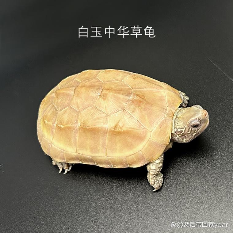 2025年野生草龟价格会涨还是跌？-图3