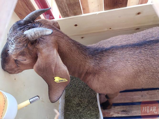 外国品种羊哪里能买到?-图3 外国品种羊哪里能买到?-图3