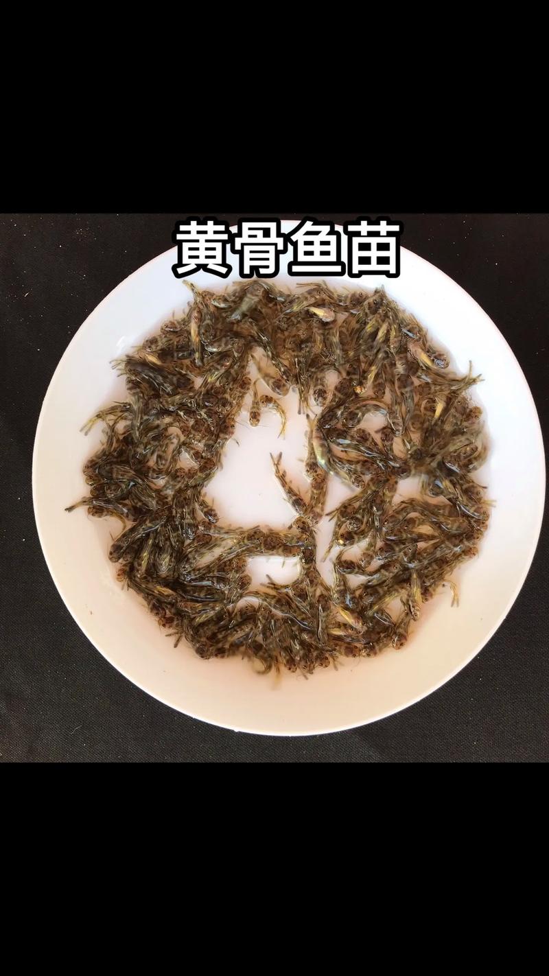 2025野生黄骨鱼价格-图1