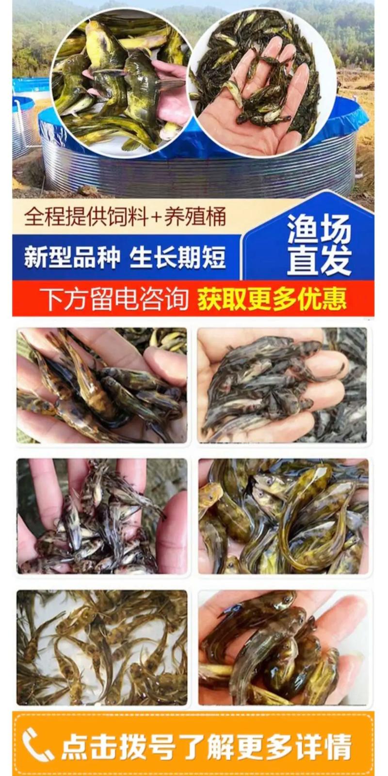 2025野生黄骨鱼价格-图2