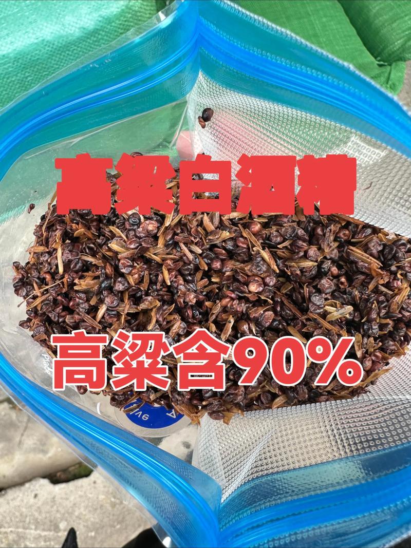 酒糟的养殖方法和技术-图2