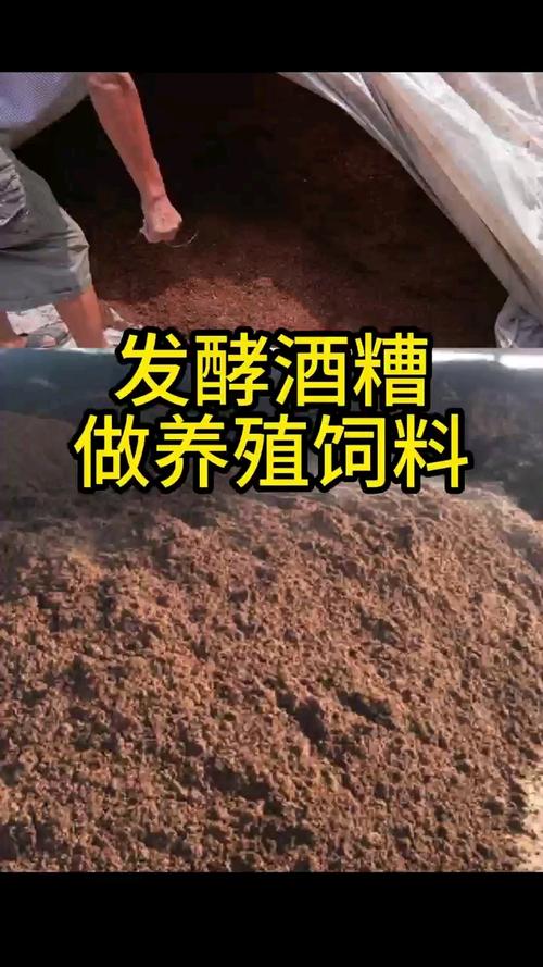 酒糟的养殖方法和技术-图1