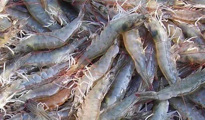 武汉美洲白虾养殖技术难点有哪些？-图1