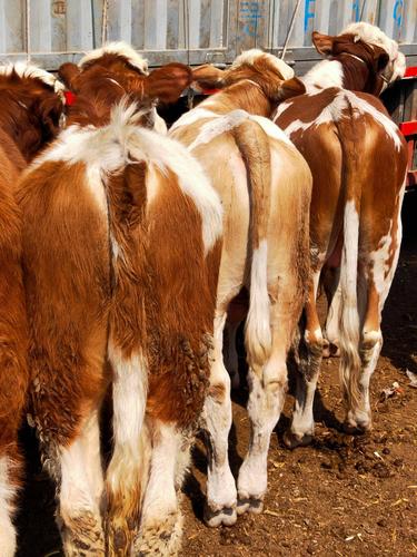 鲁西黄牛是哪里品种?-图2 鲁西黄牛是哪里品种?-图2