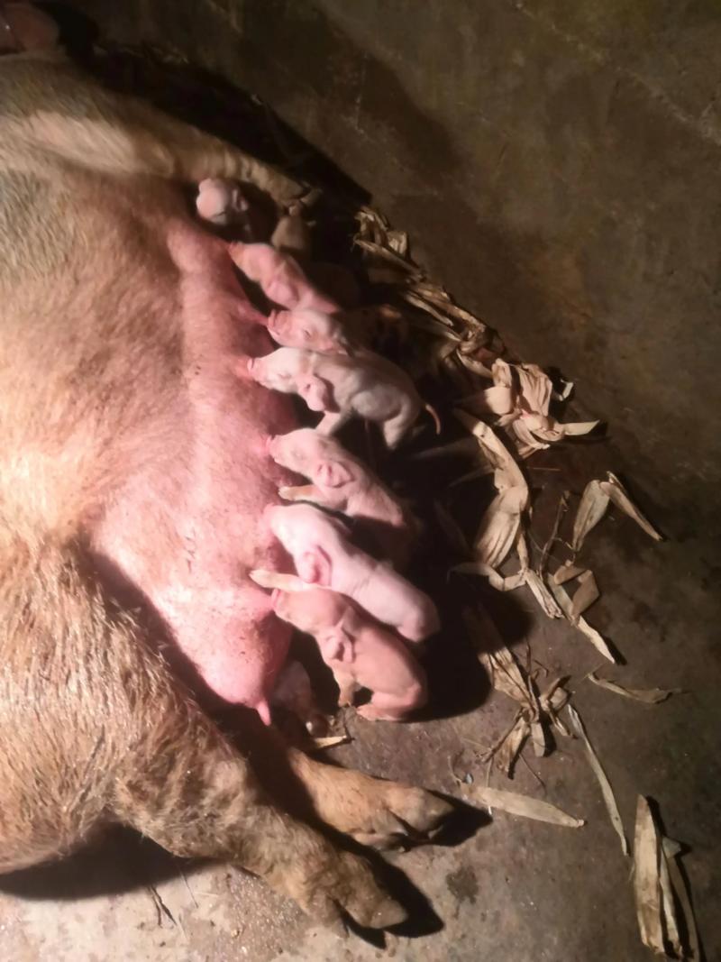 什么品种母猪下仔最多?-图1 什么品种母猪下仔最多?-图1