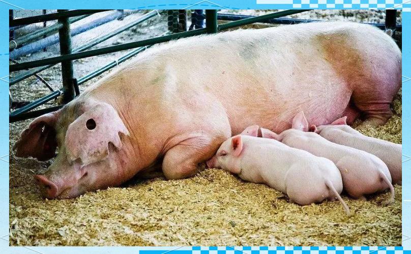 什么品种母猪下仔最多?-图2 什么品种母猪下仔最多?-图2