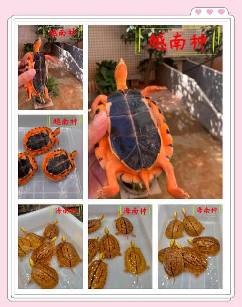广西金钱龟具体是哪个龟种？-图1