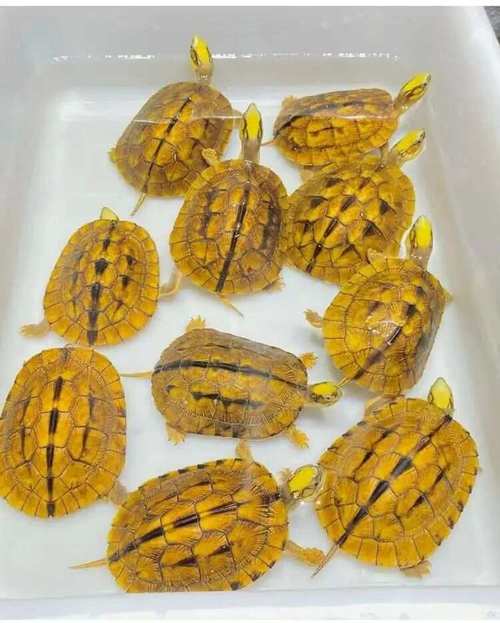 广西金钱龟具体是哪个龟种？-图3