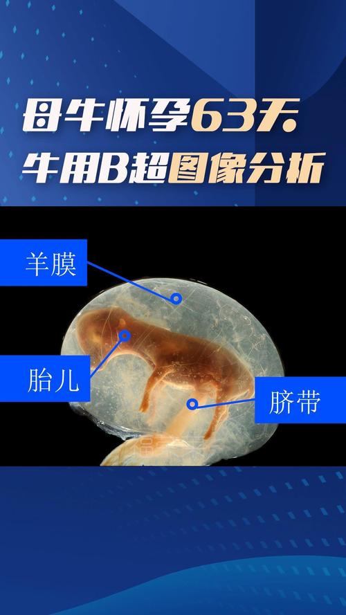 牛胚胎移植技术究竟有何重大意义？-图3