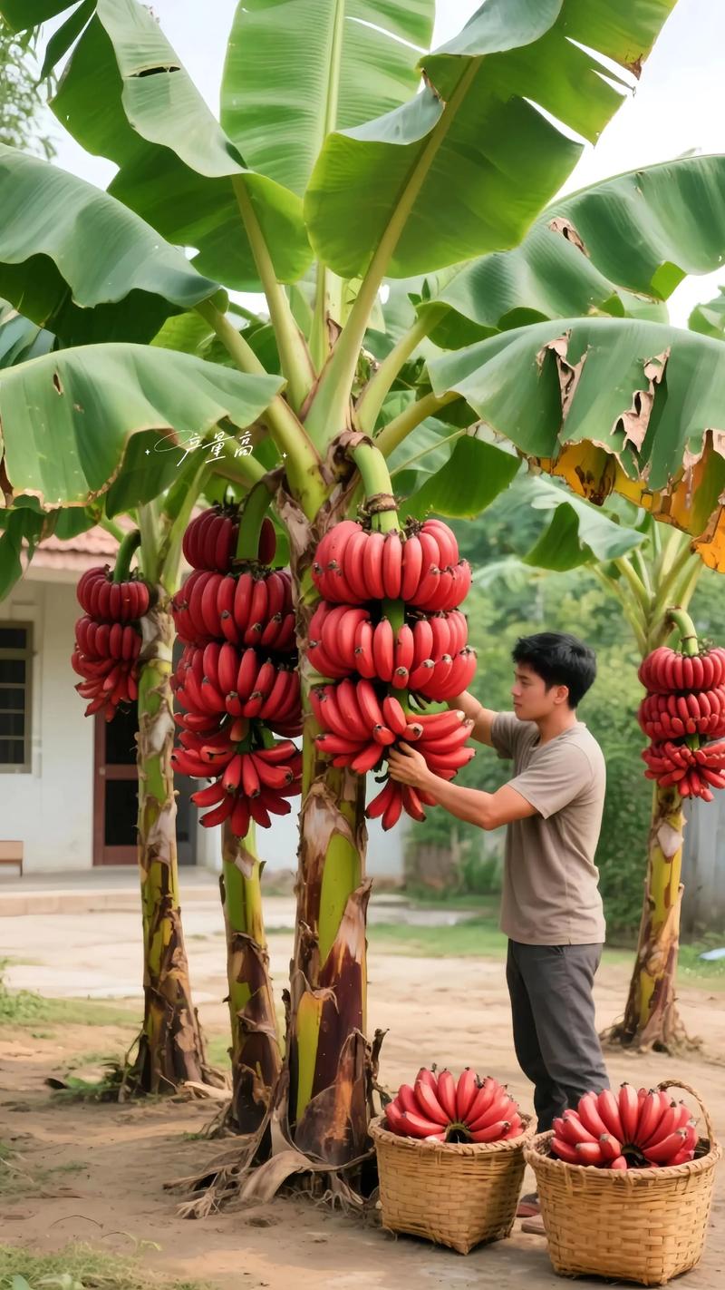 香蕉种植技术农广天地有何关键要点?-图1 香蕉种植技术农广天地有何关键要点?-图1
