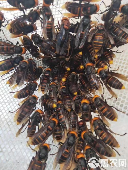 中蜂马鞭王杂交品种种-图3