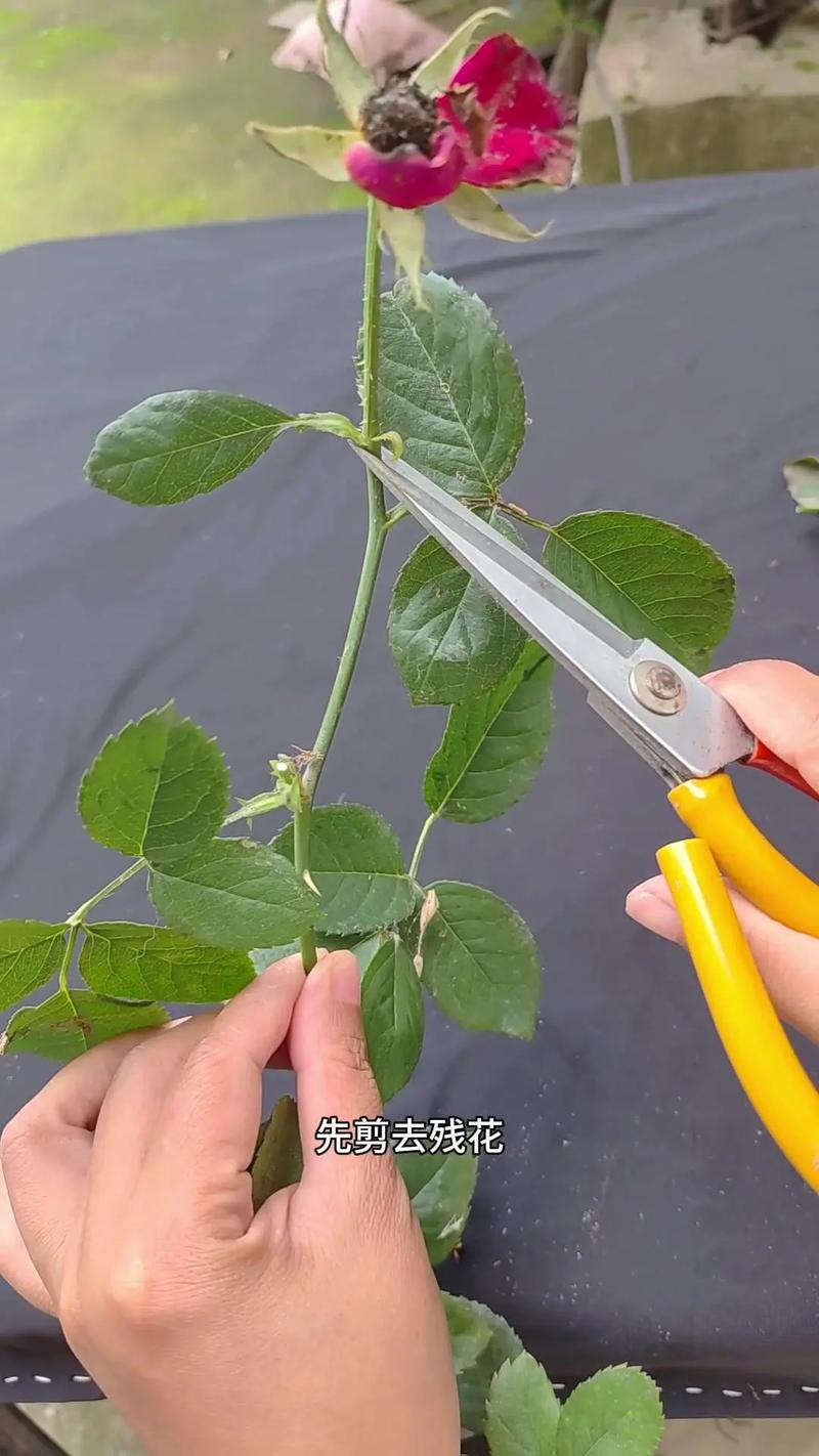 月季扦插栽培技术视频-图2