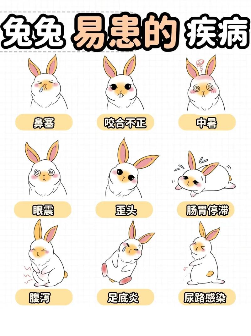 怎样学预防兔疾病技术-图1 怎样学预防兔疾病技术-图1