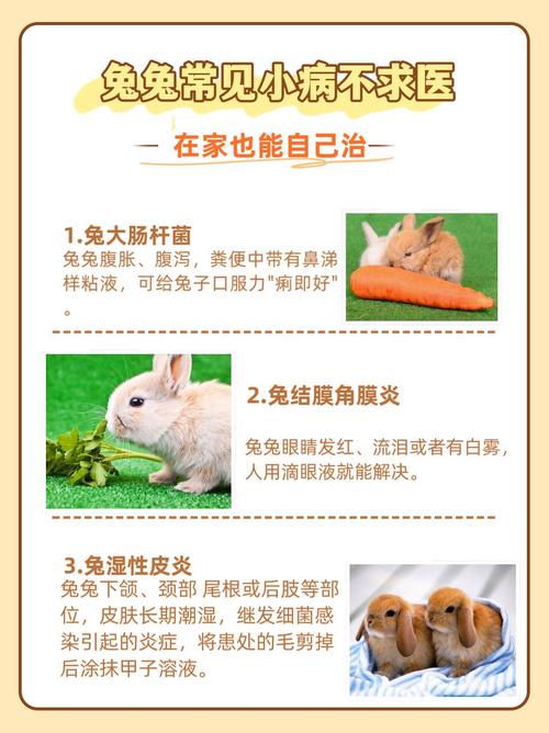 怎样学预防兔疾病技术-图3 怎样学预防兔疾病技术-图3