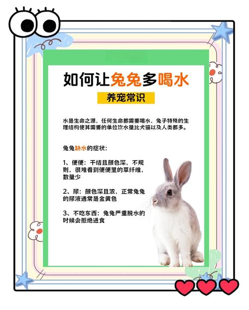 怎样学预防兔疾病技术-图2 怎样学预防兔疾病技术-图2