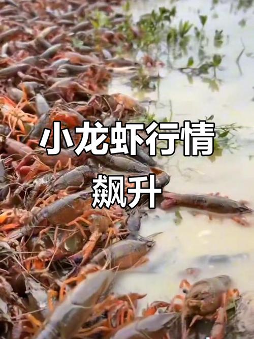 2025年合肥龙虾价格会涨还是会跌?-图3 2025年合肥龙虾价格会涨还是会跌?-图3