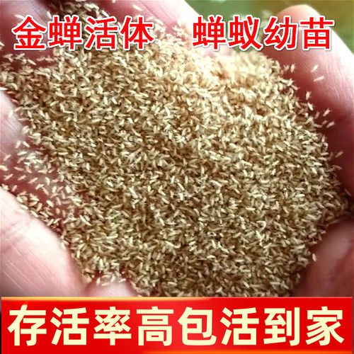 浙江哪里学蝉养殖技术？-图3