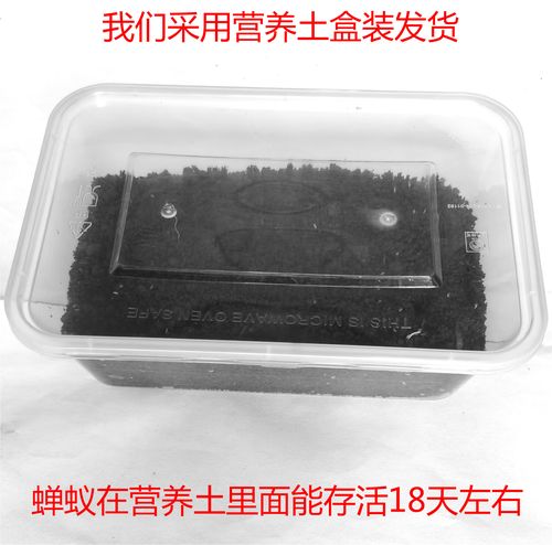 浙江哪里学蝉养殖技术？-图2