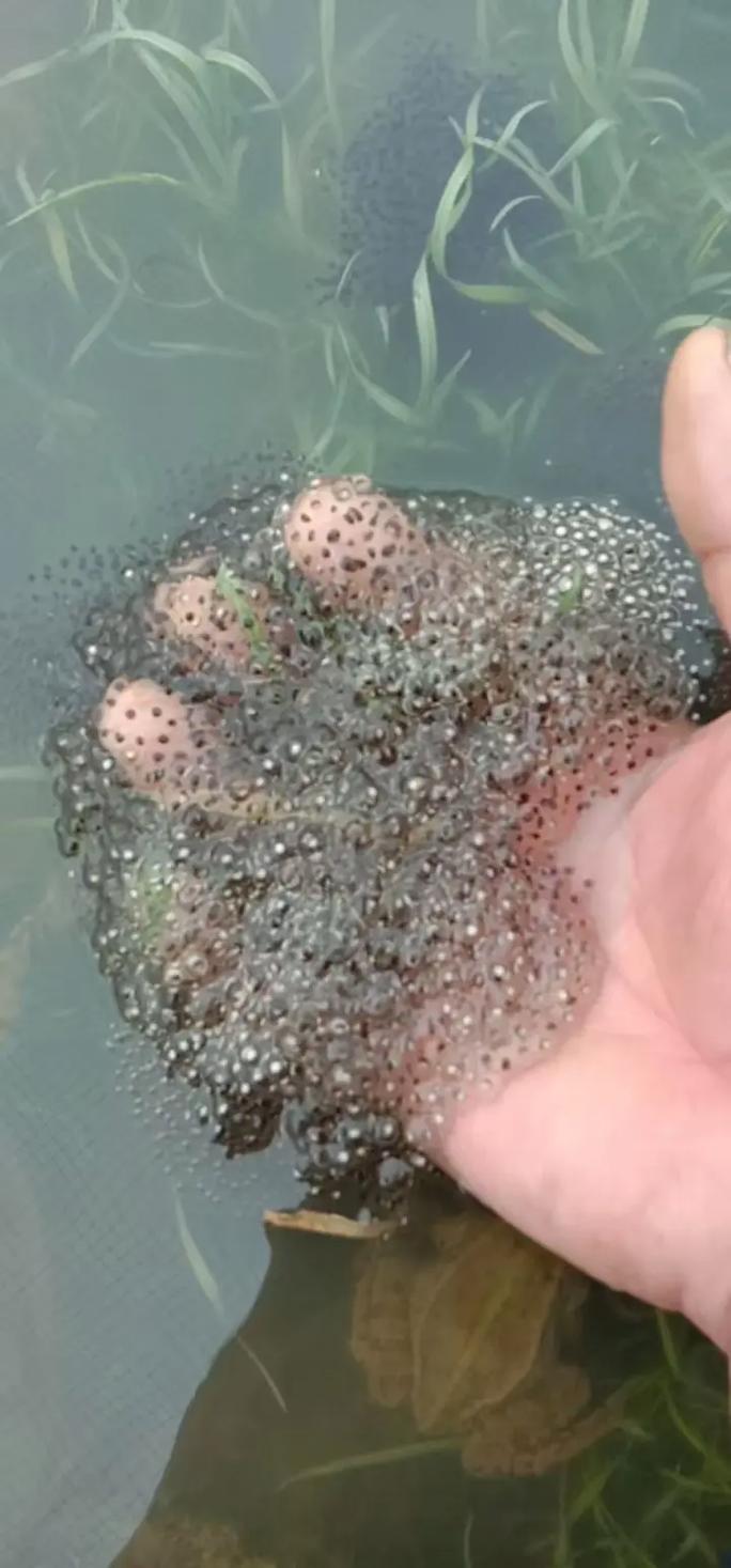 2025广州黑斑蛙价格会涨还是跌？-图2