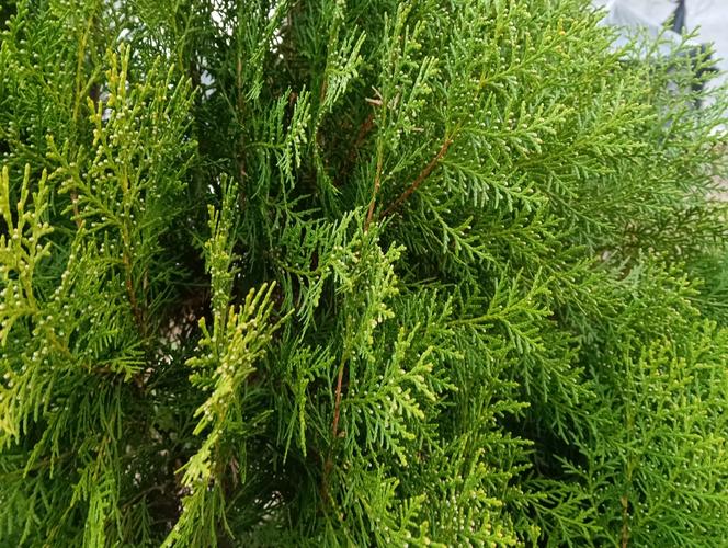 哪种柏树品种生长速度最快?-图1 哪种柏树品种生长速度最快?-图1