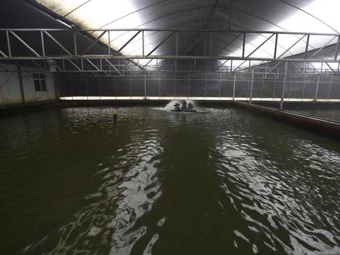 南美白对室内池养殖,技术要点有哪些?-图2 南美白对室内池养殖,技术要点有哪些?-图2