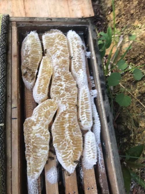 广西养中蜂,哪个品种好?-图3 广西养中蜂,哪个品种好?-图3