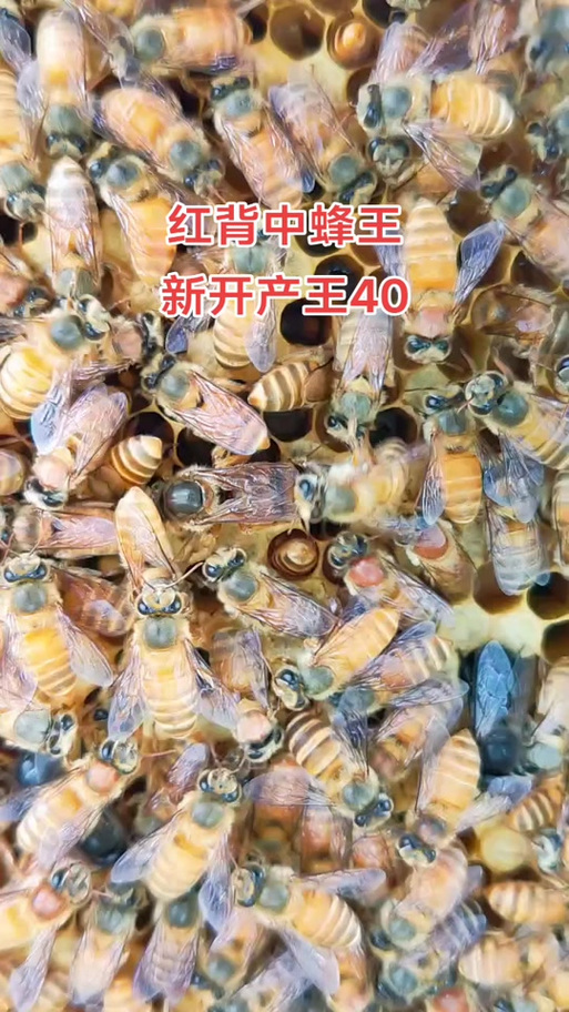 广西养中蜂,哪个品种好?-图1 广西养中蜂,哪个品种好?-图1