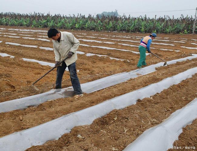 地膜覆盖豆角种植技术,如何提高产量与效益?-图2 地膜覆盖豆角种植技术,如何提高产量与效益?-图2