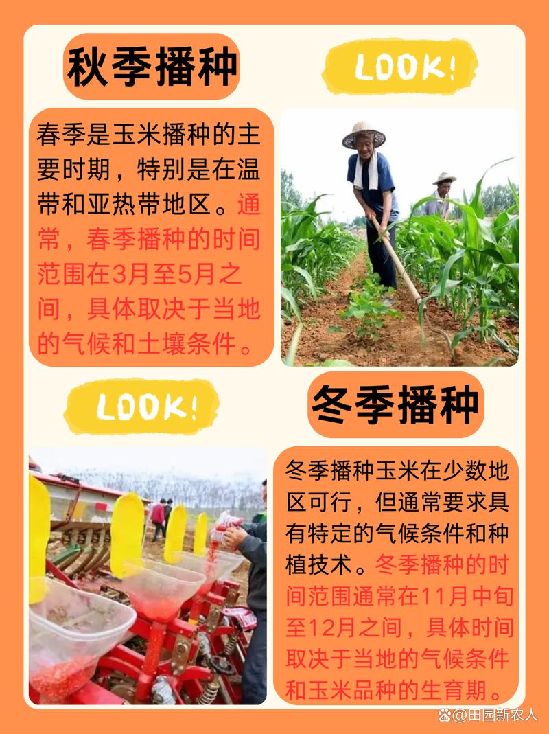 玉米高产种植有哪些关键技术要领？-图2