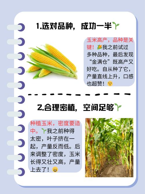 玉米高产种植有哪些关键技术要领？-图1
