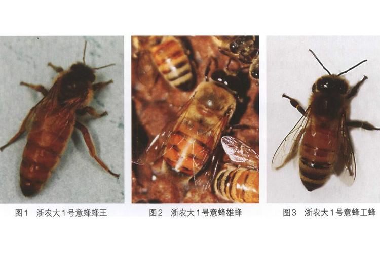 浙江种蜂场蜂王品种有哪些？-图1